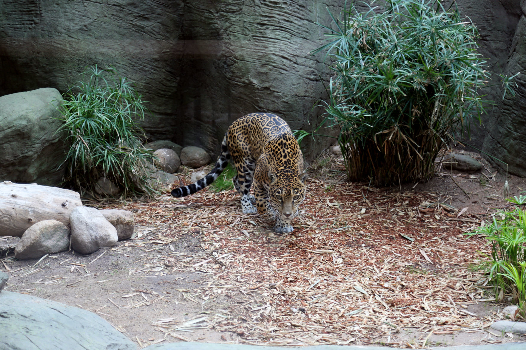 Meet Reid Park Zoo's new jaguar Bella